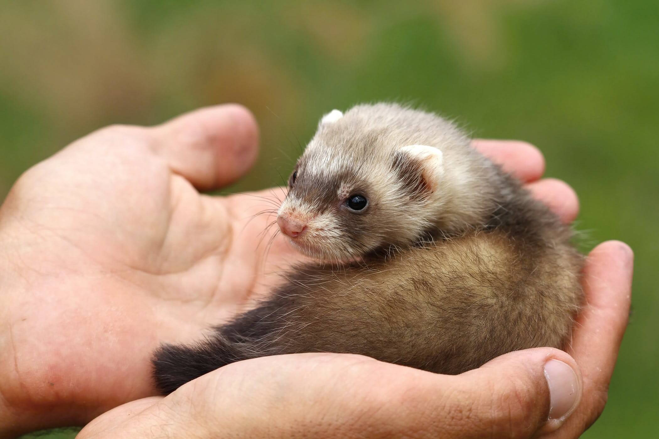 Ferrets as Pets Things You Need to Know Before Getting Them