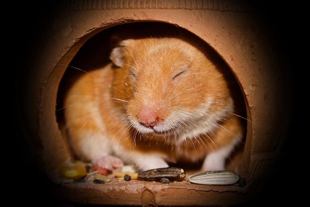 Pros And Cons Of Having A Hamster Pet | Pets Nurturing