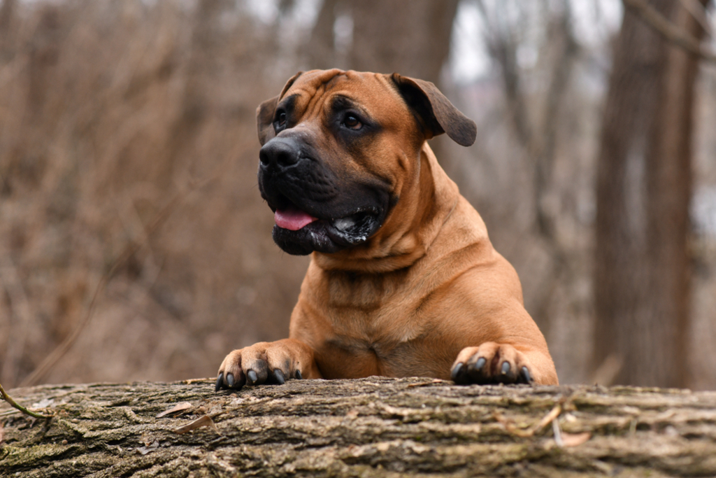 Health and Nutrition of Boerboel