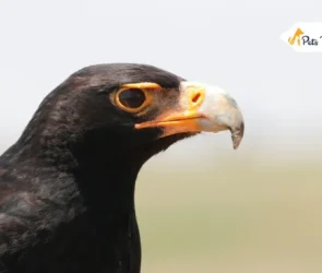 Largest Eagles in The world