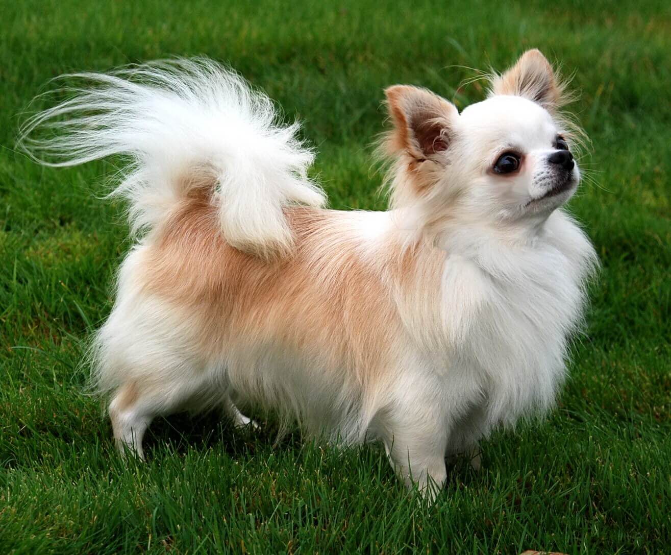 Some Information About Long Haired Chihuahua Pets Nurturing