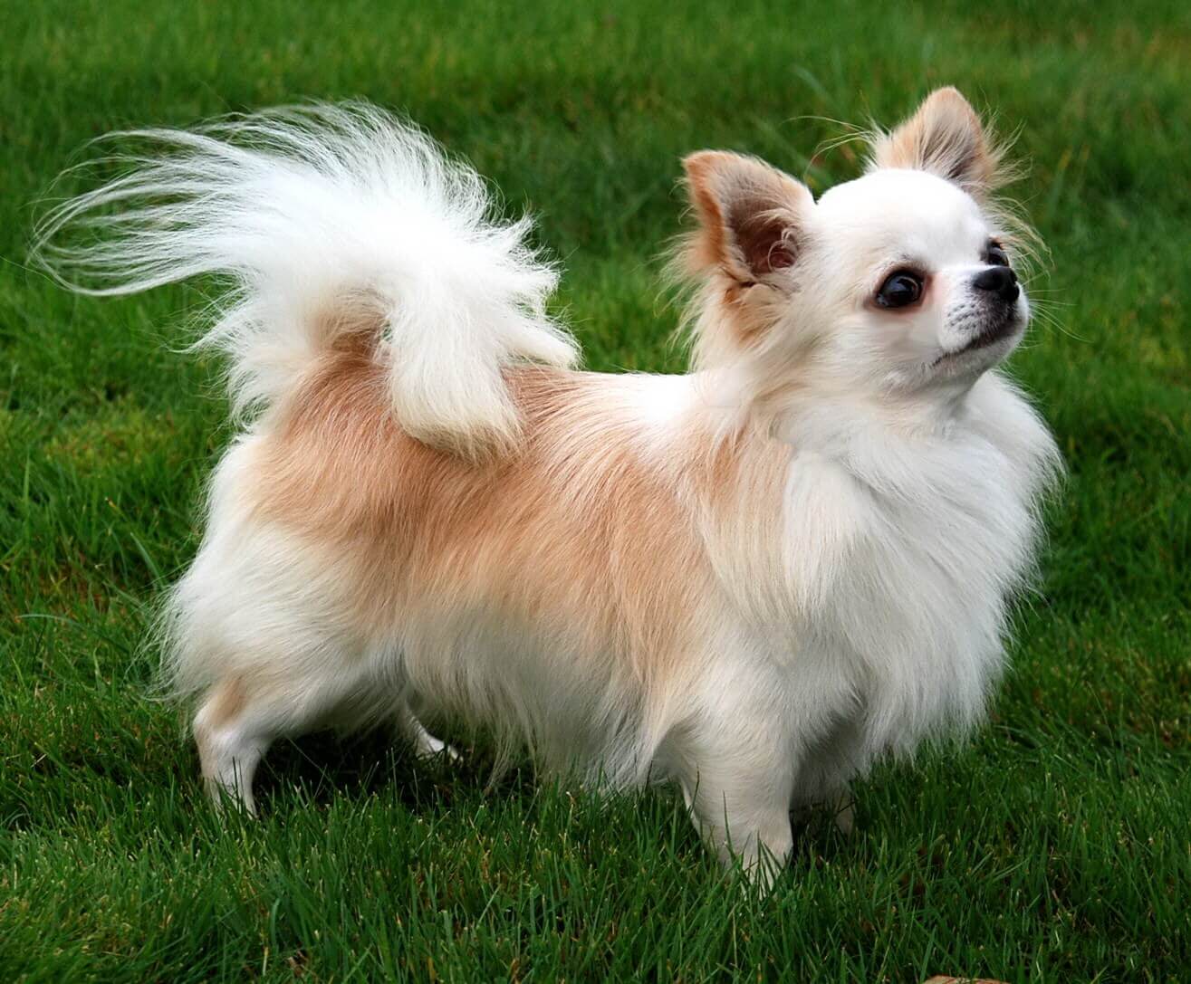 Long Haired Chihuahua Information: A Complete Breed Guide