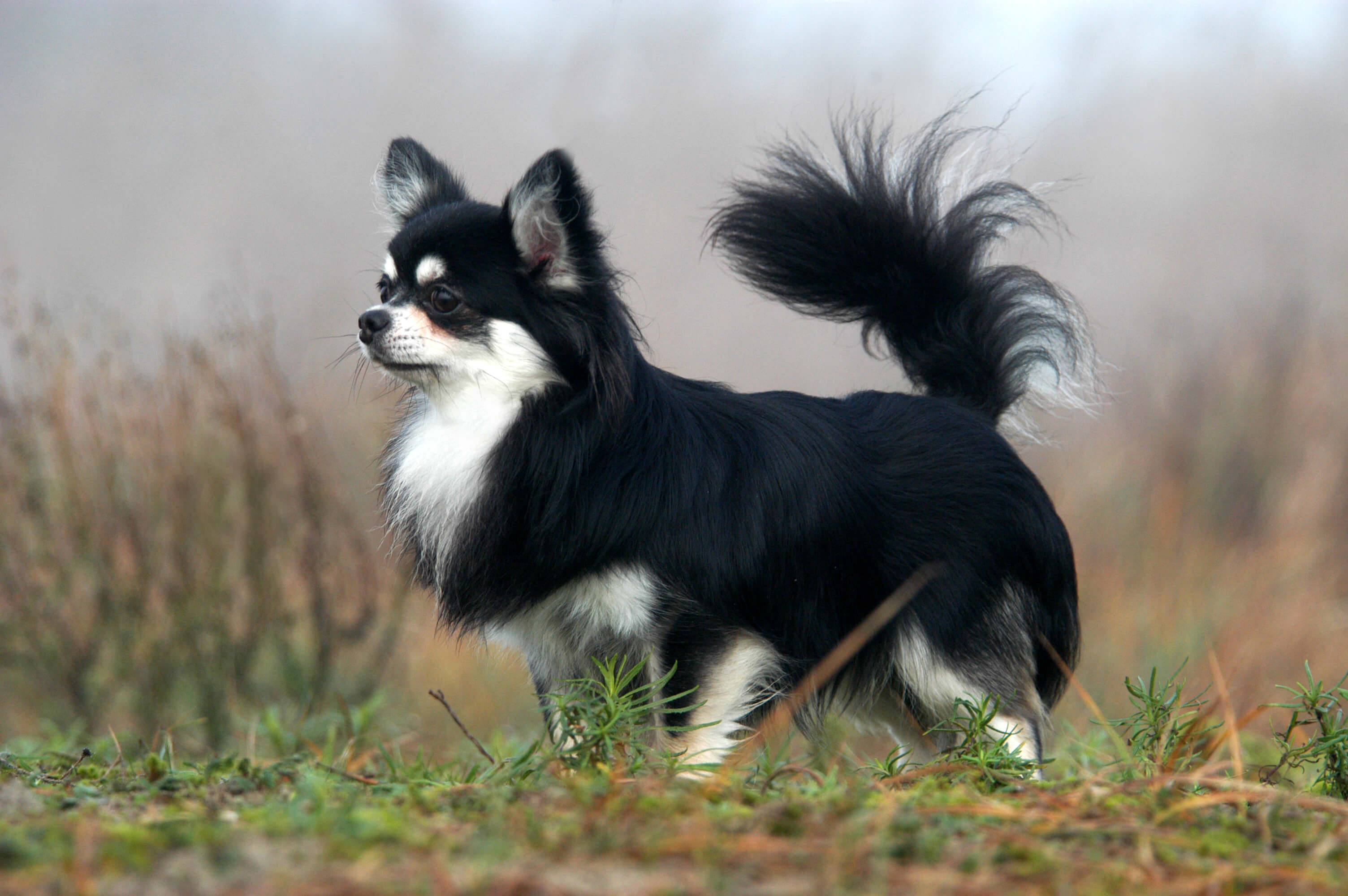 Long Haired Chihuahua: A Cute Little Furry Friend