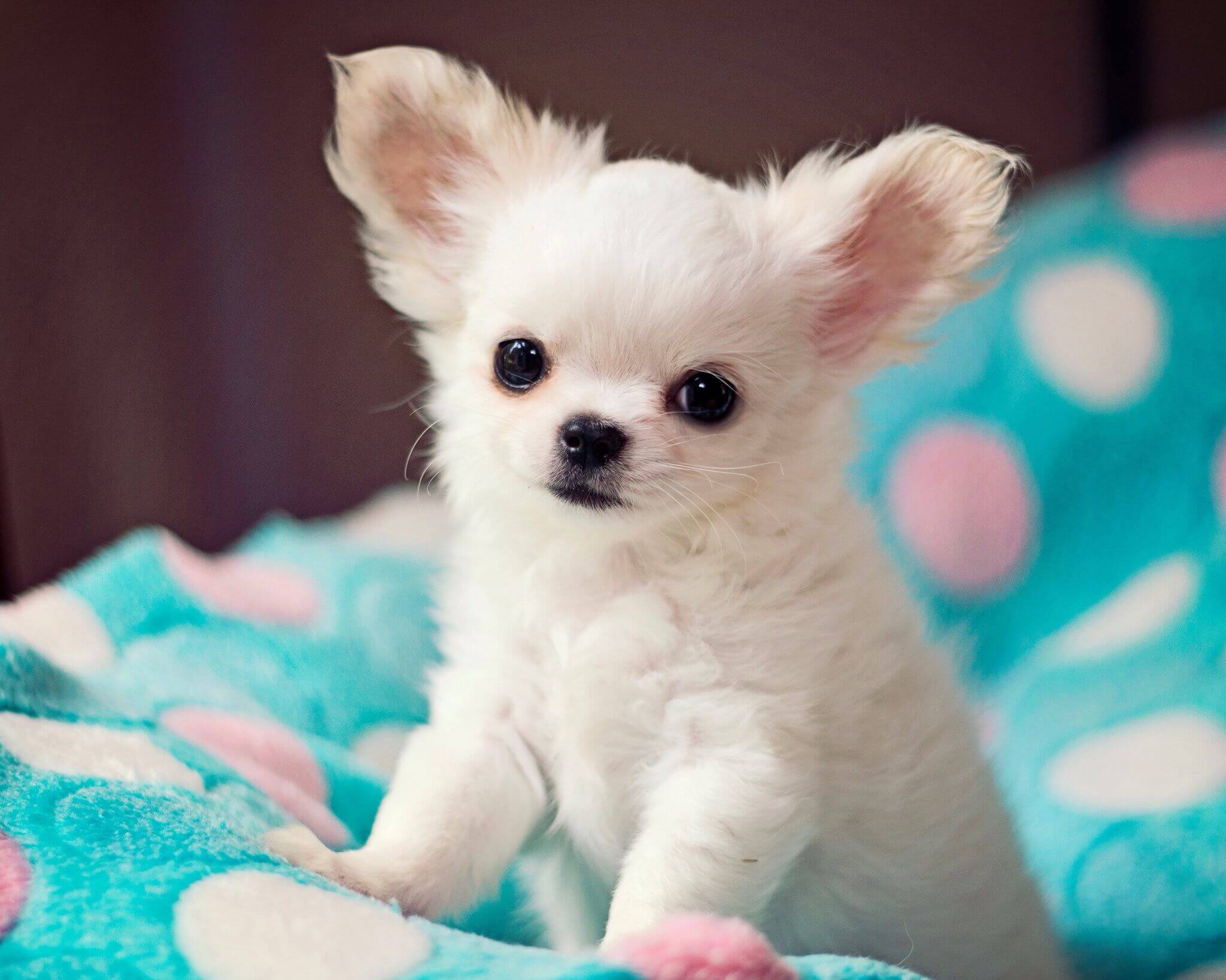 Some Information About Long Haired Chihuahua Pets Nurturing