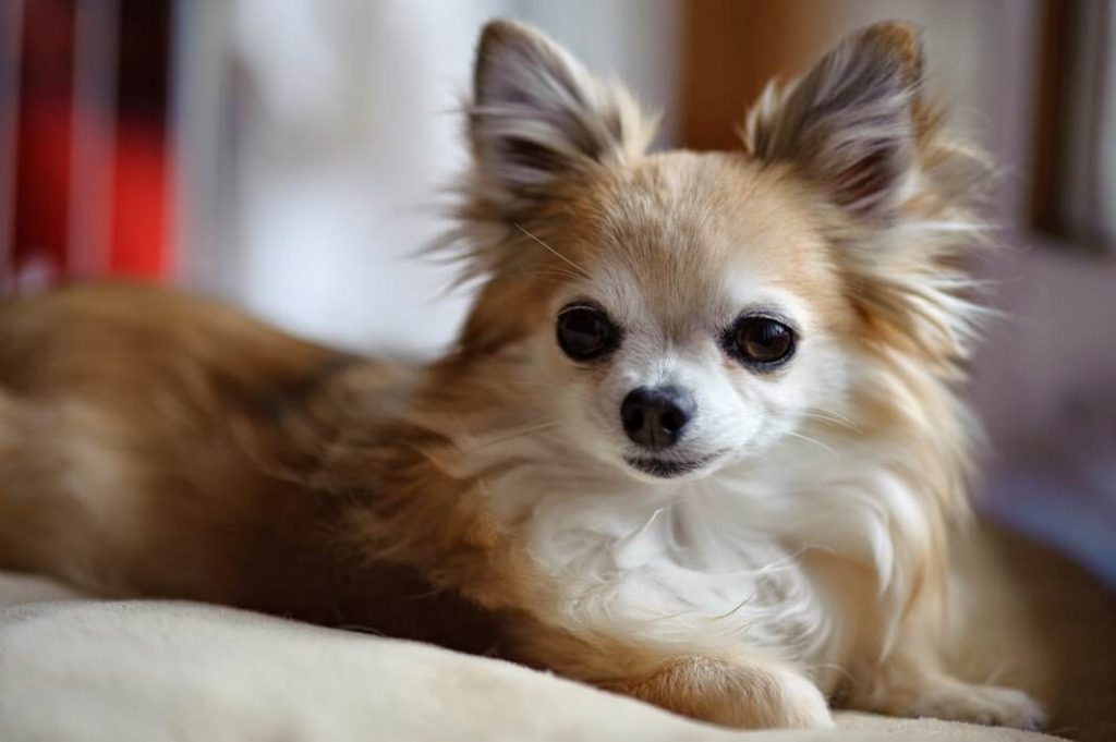 Long Haired Chihuahua Information A Complete Breed Guide