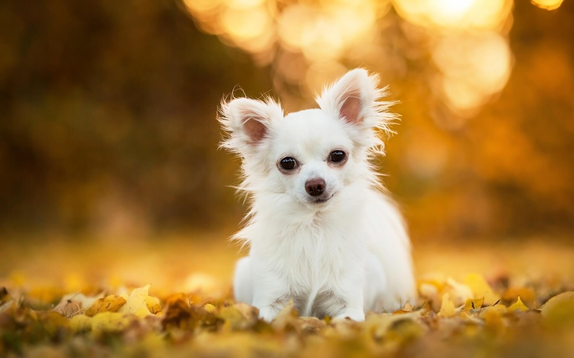 Brown long haired chihuahua hires stock photography and images  Alamy