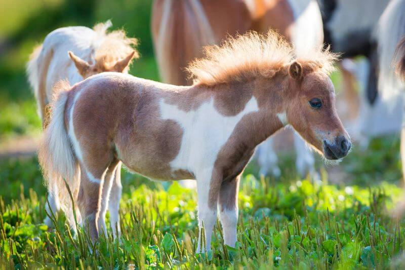 Miniature Horse: A Complete Breed Overview of Mini Horse