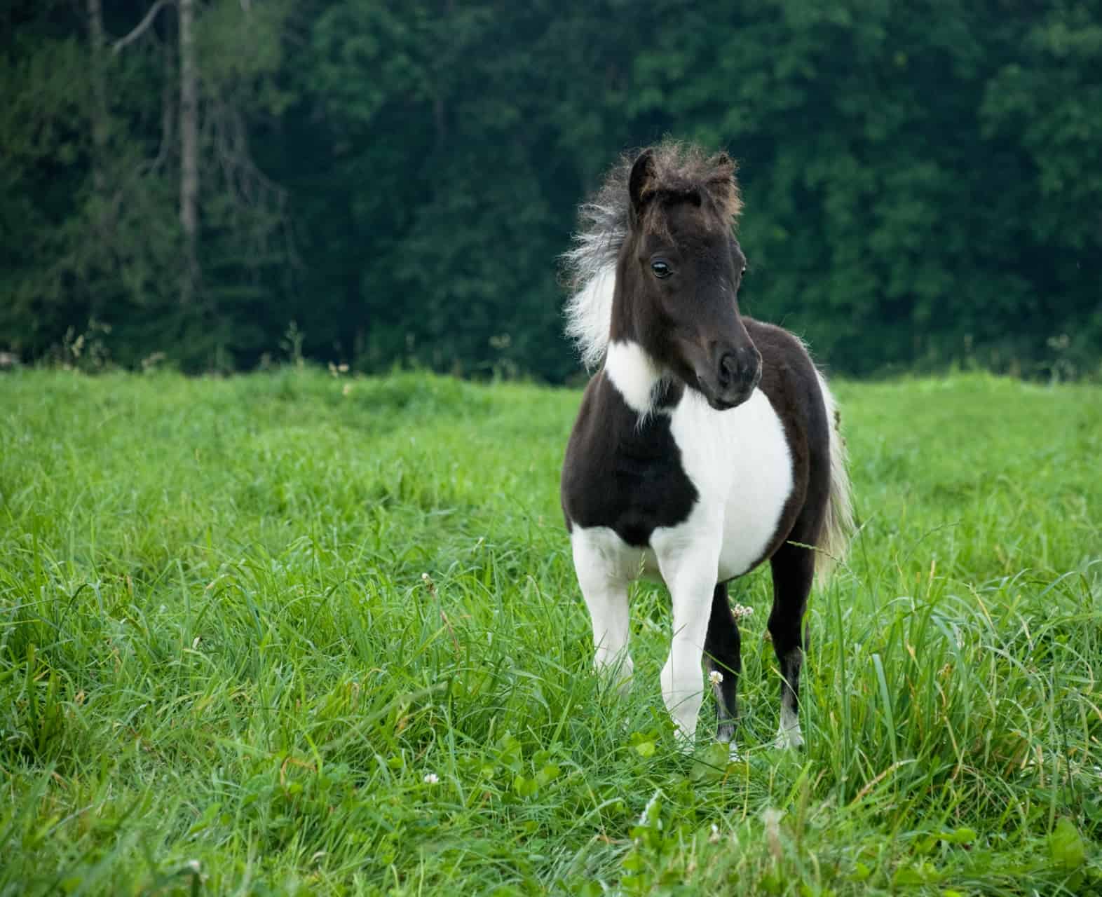 Miniature Horse: A Complete Breed Overview of Mini Horse