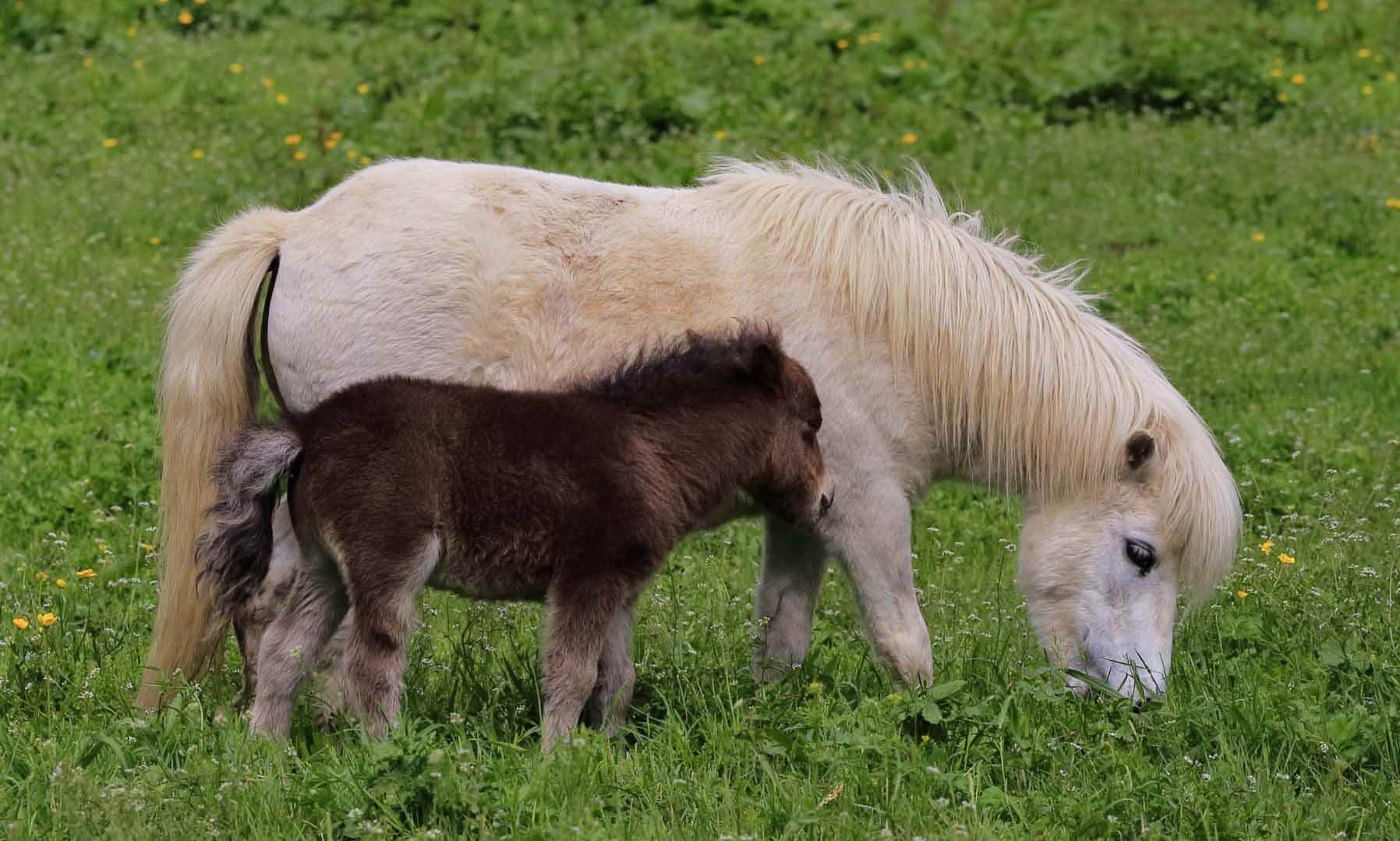 Miniature Horse: A Complete Breed Overview of Mini Horse