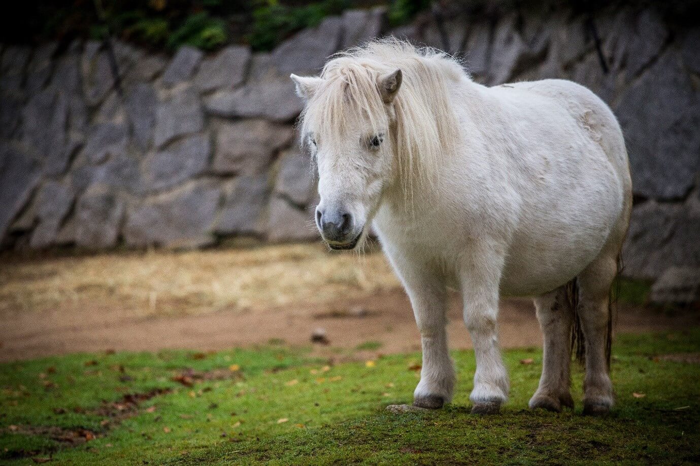 К чему снится пони. Ожиревшая лошадь. Mini Horse.