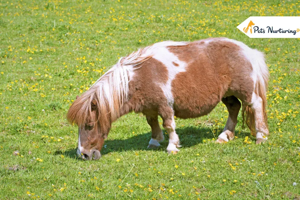 Miniature horse