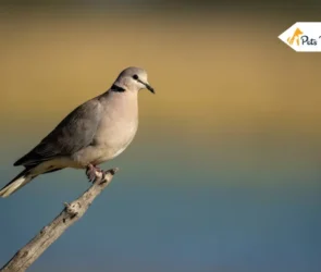 Ringneck dove