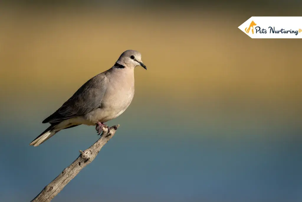 Ringneck dove