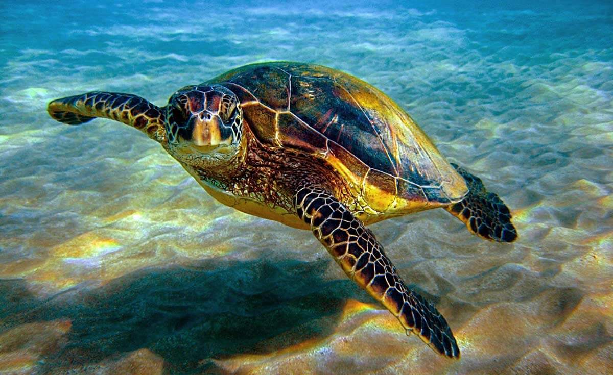 seaturtle org