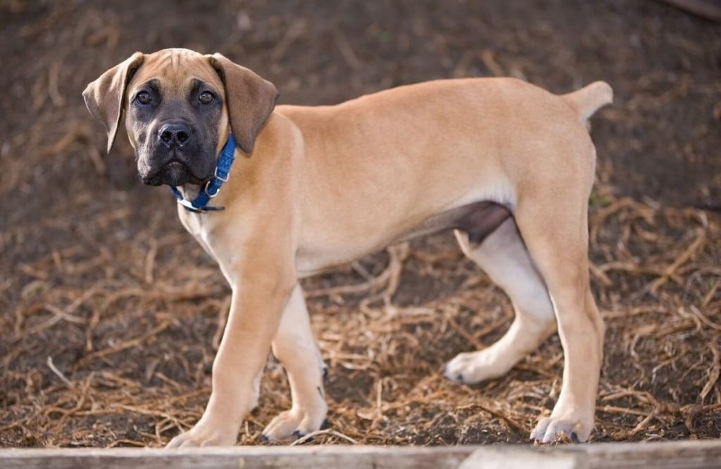 The Majestic South African Boerboel Pets Nurturing   South African Boerboel 3 1024x667 