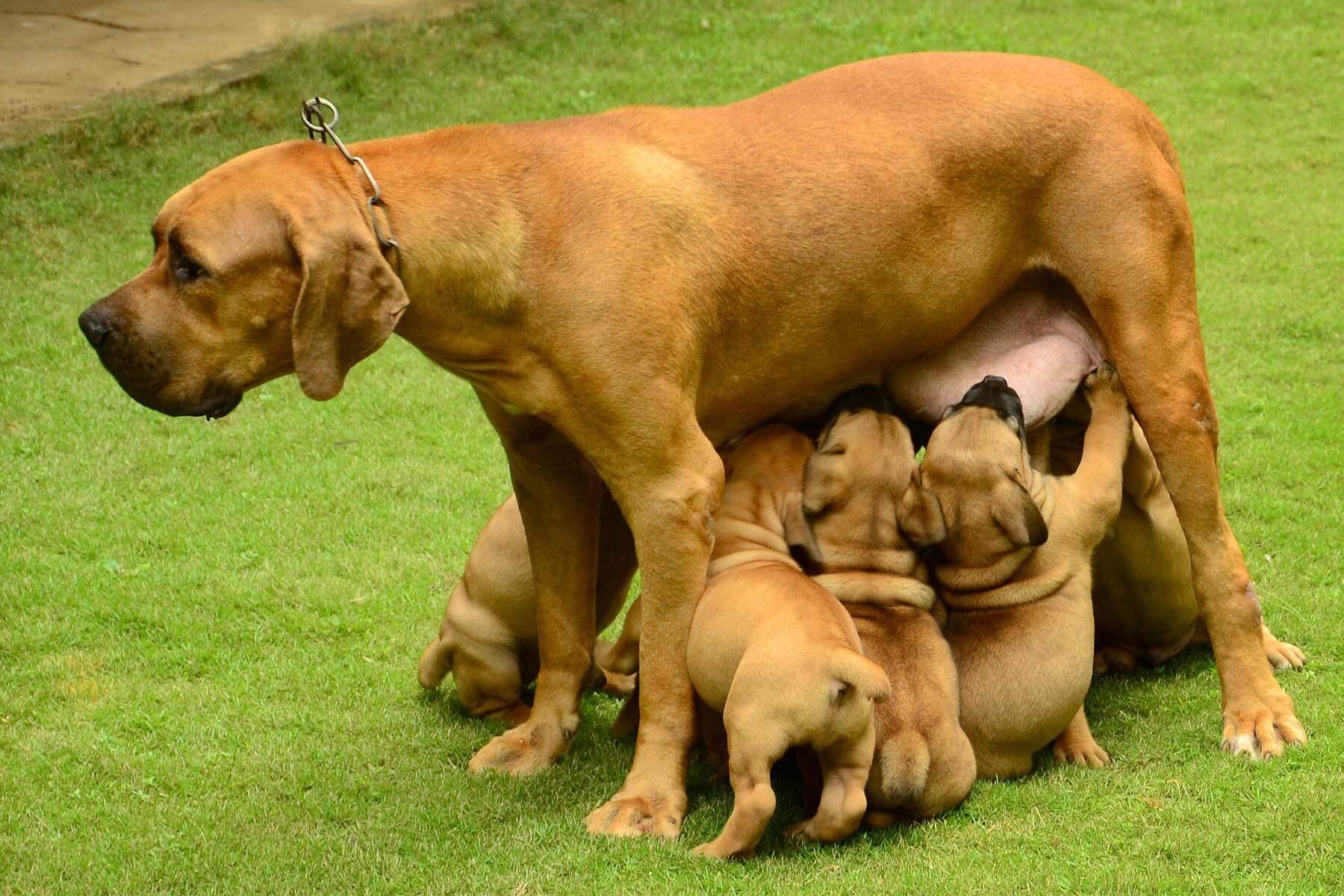 how much does a south african boerboel cost