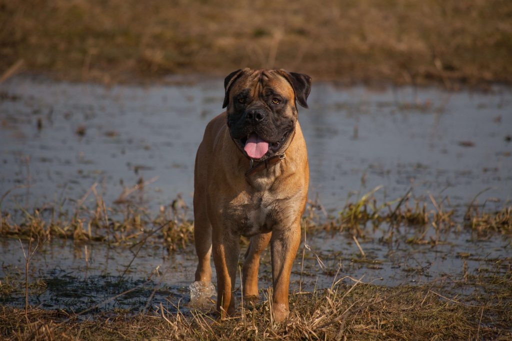 The Majestic South African Boerboel Pets Nurturing