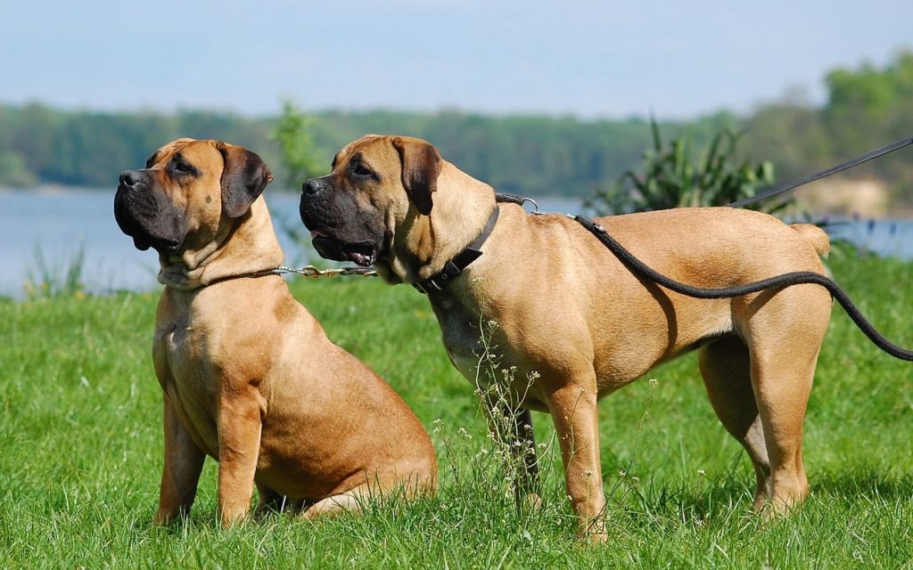 The Majestic South African Boerboel Pets Nurturing