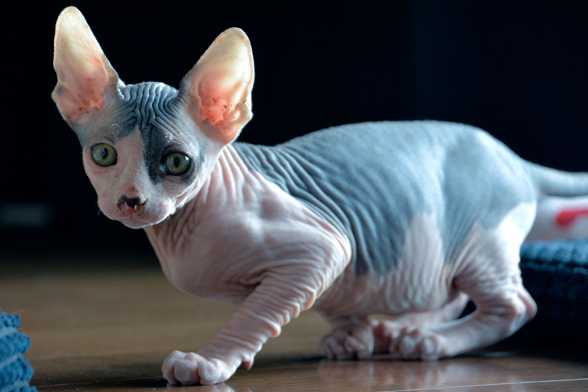 le sphynx chat peut il bronze