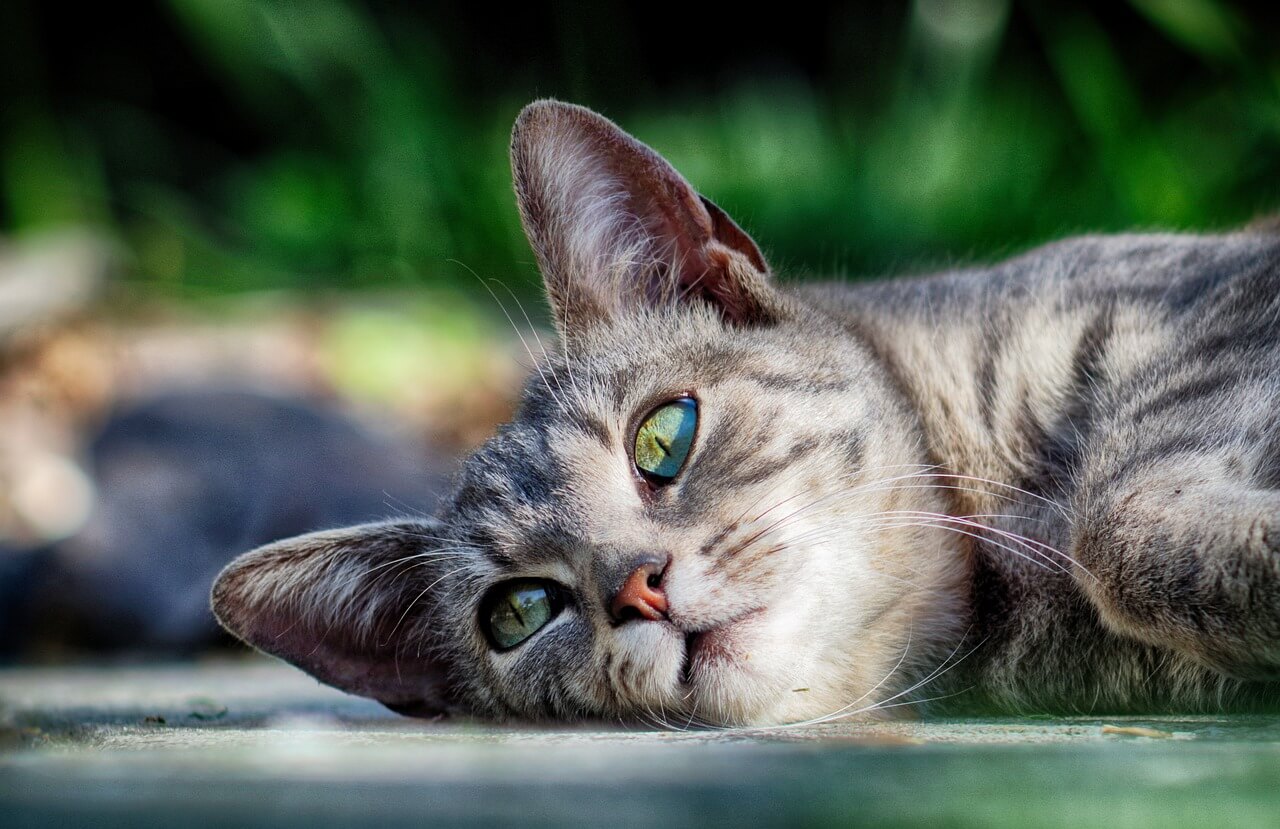 Symptoms Of Worms In Cats
