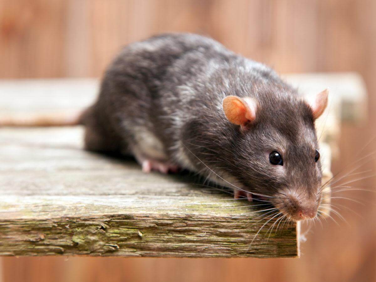 What Do Rats Eat-4 - Pets Nurturing