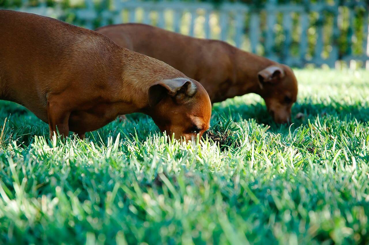 why dogs like eating grass