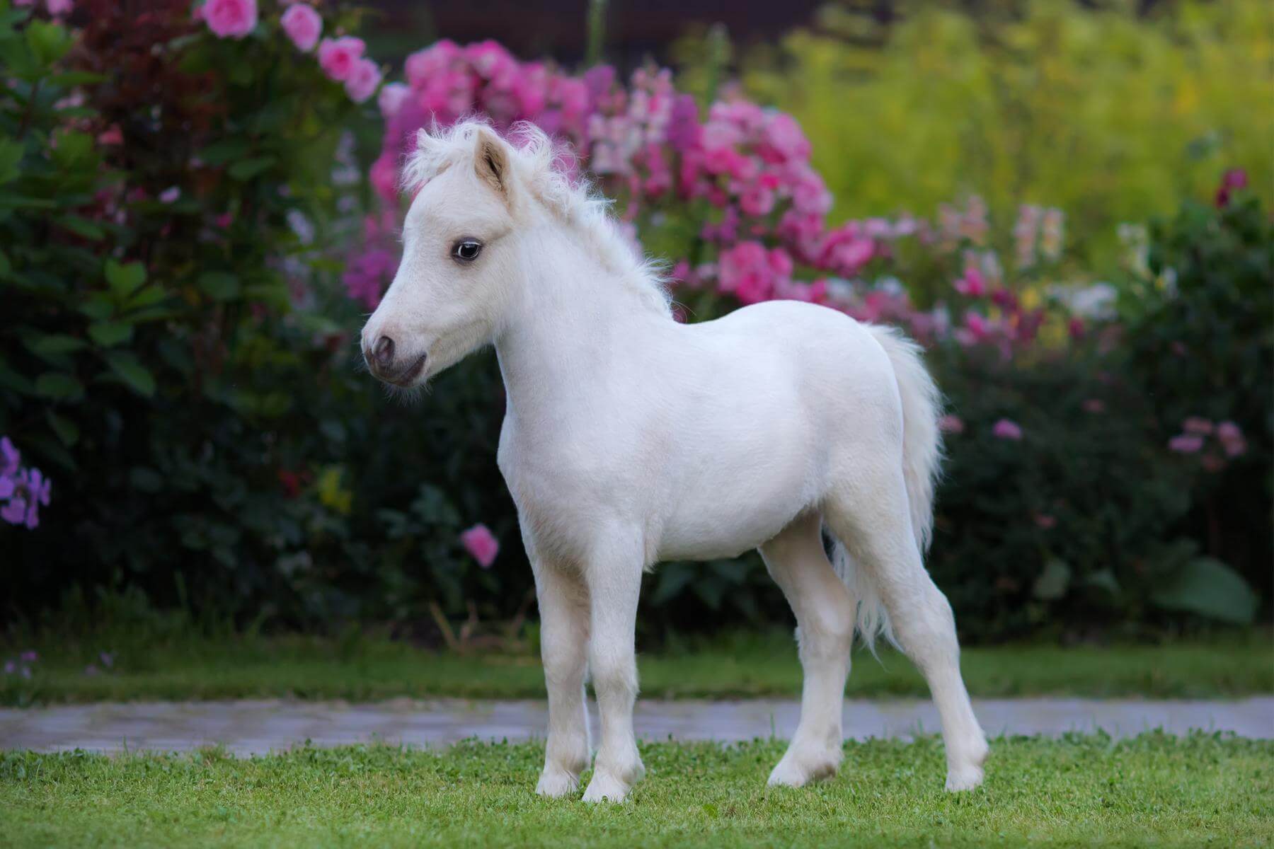 All You Need To Know About Miniature Horse Pets Nurturing