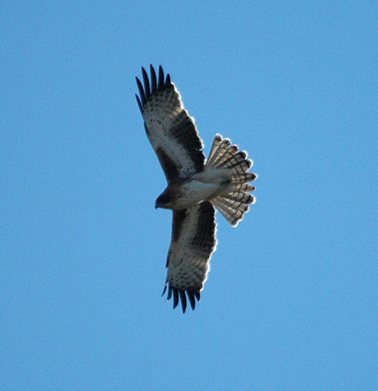 The Largest Eagle In The World: Get Amazing Facts About Them