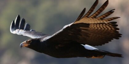 The Largest Eagle In The World: Get Amazing Facts About Them