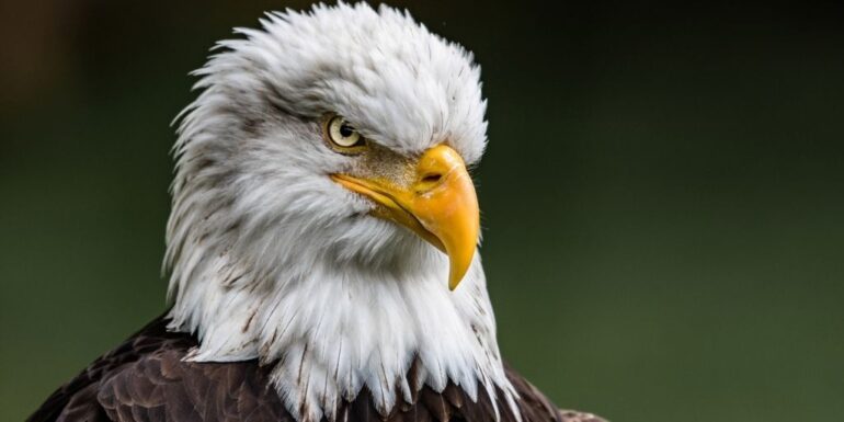 The Largest Eagle In The World: Get Amazing Facts About Them