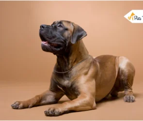 south African boerboel