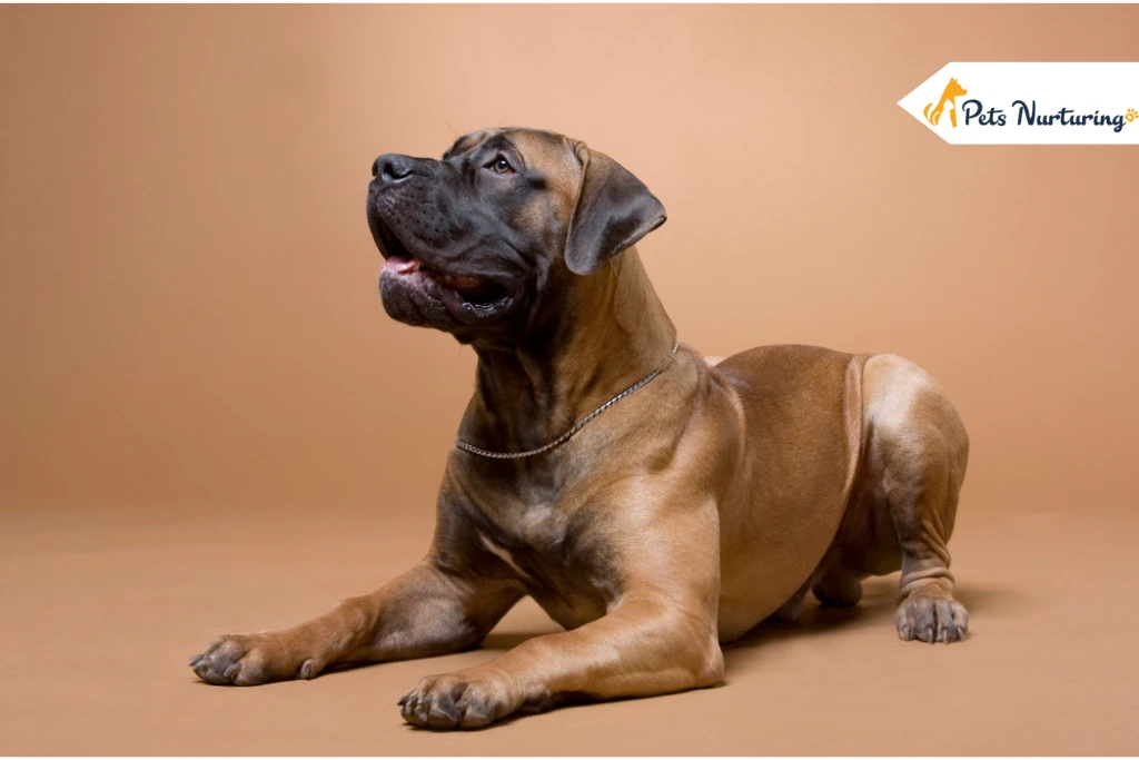 south African boerboel