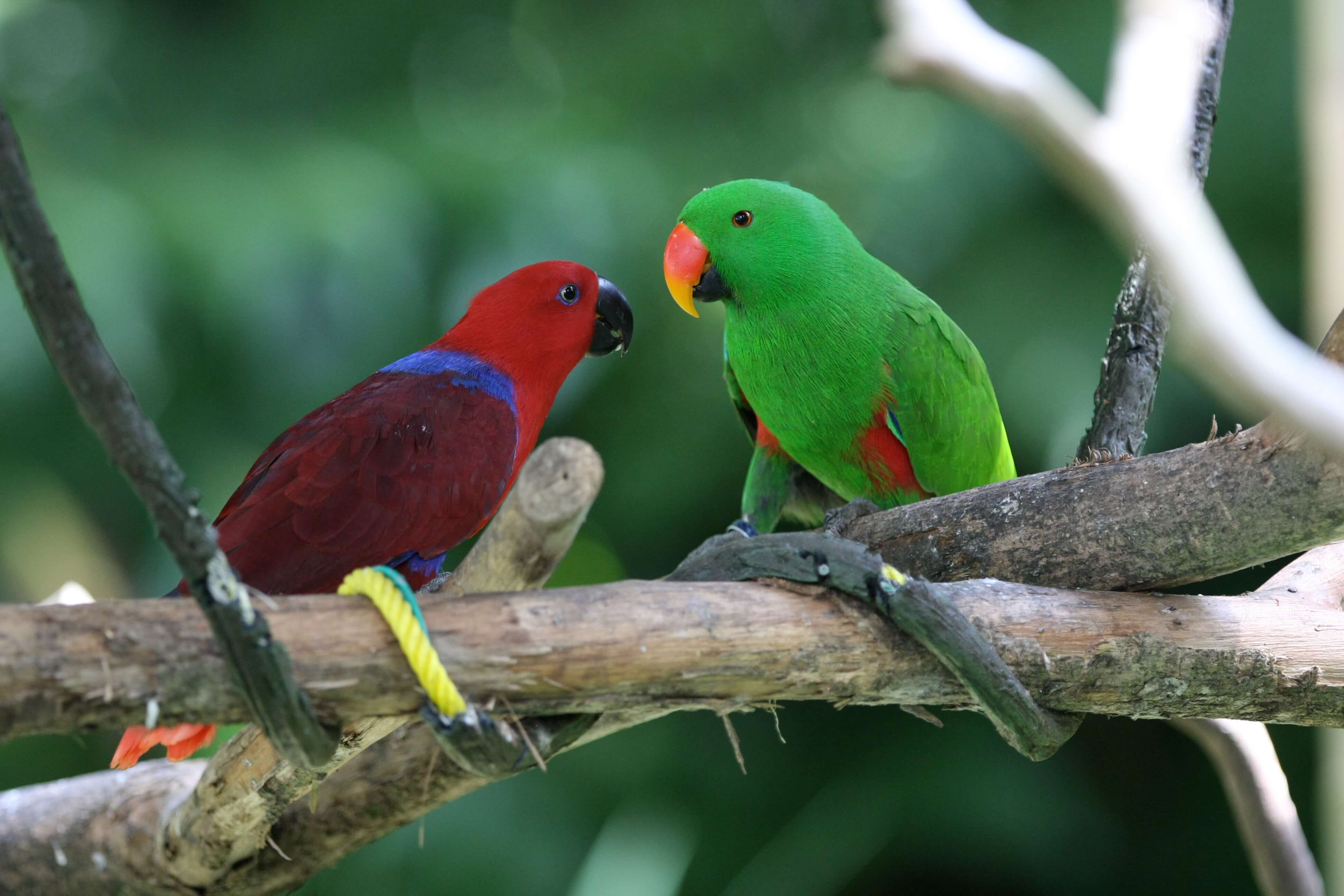 Eclectus Parrots: Types Of Parrots