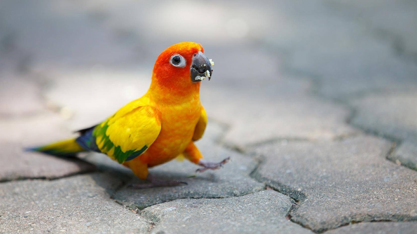 Sun Conures: Types Of Parrots