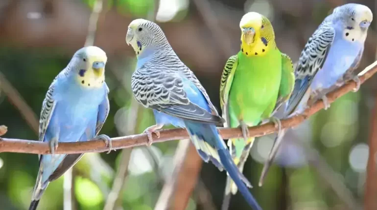types of parrots