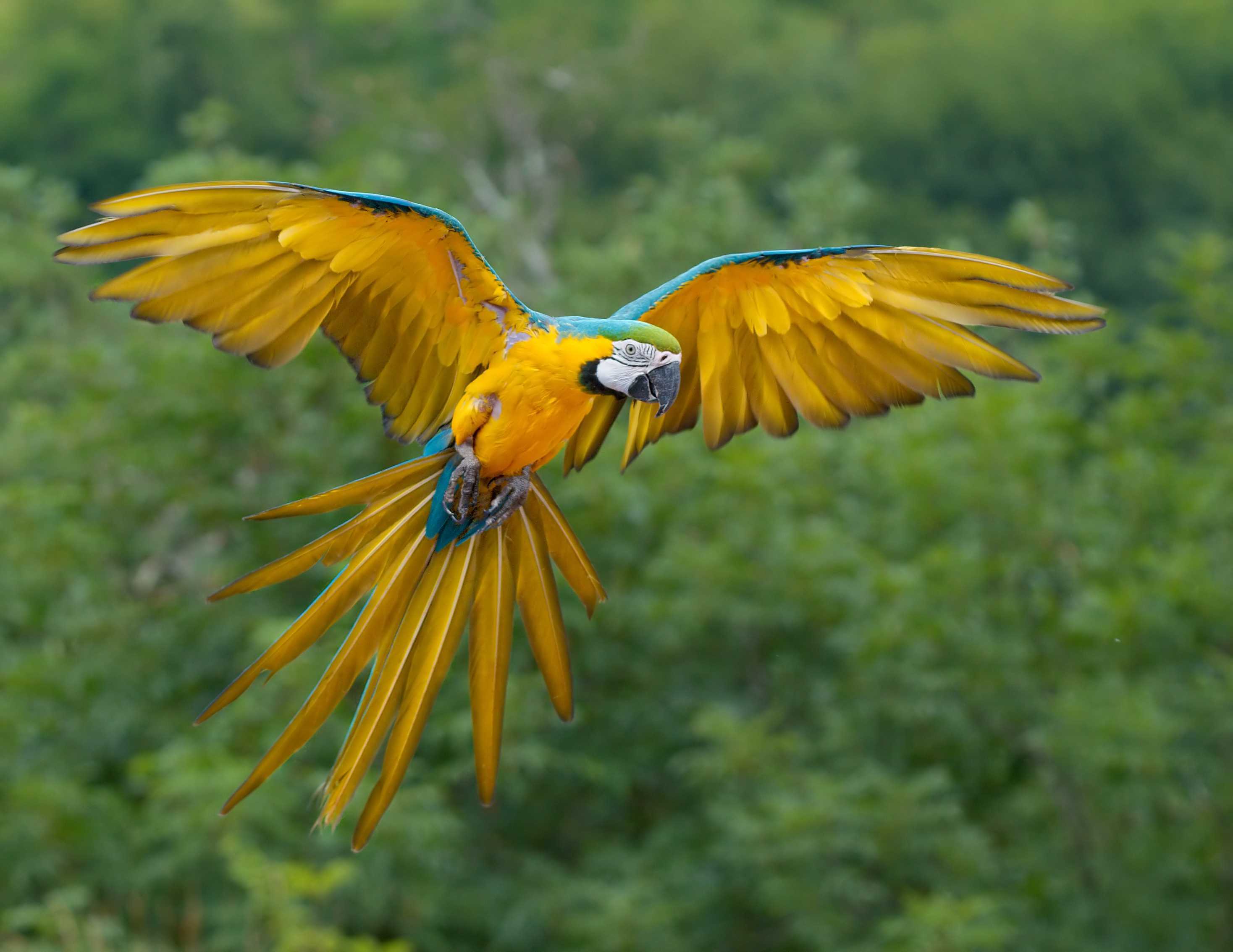 Blue And Gold Macaws: Types Of Parrots