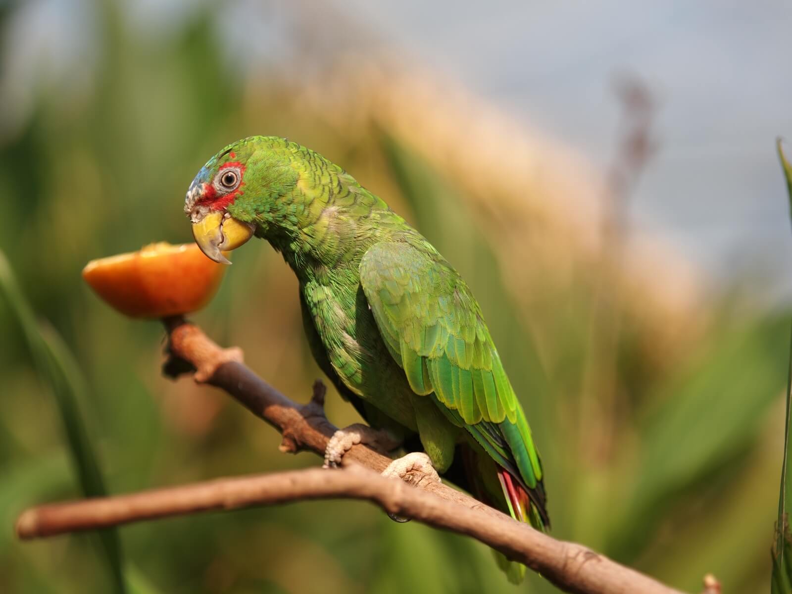 Lilac Headed Amazon Parrots: Types Of Parrots