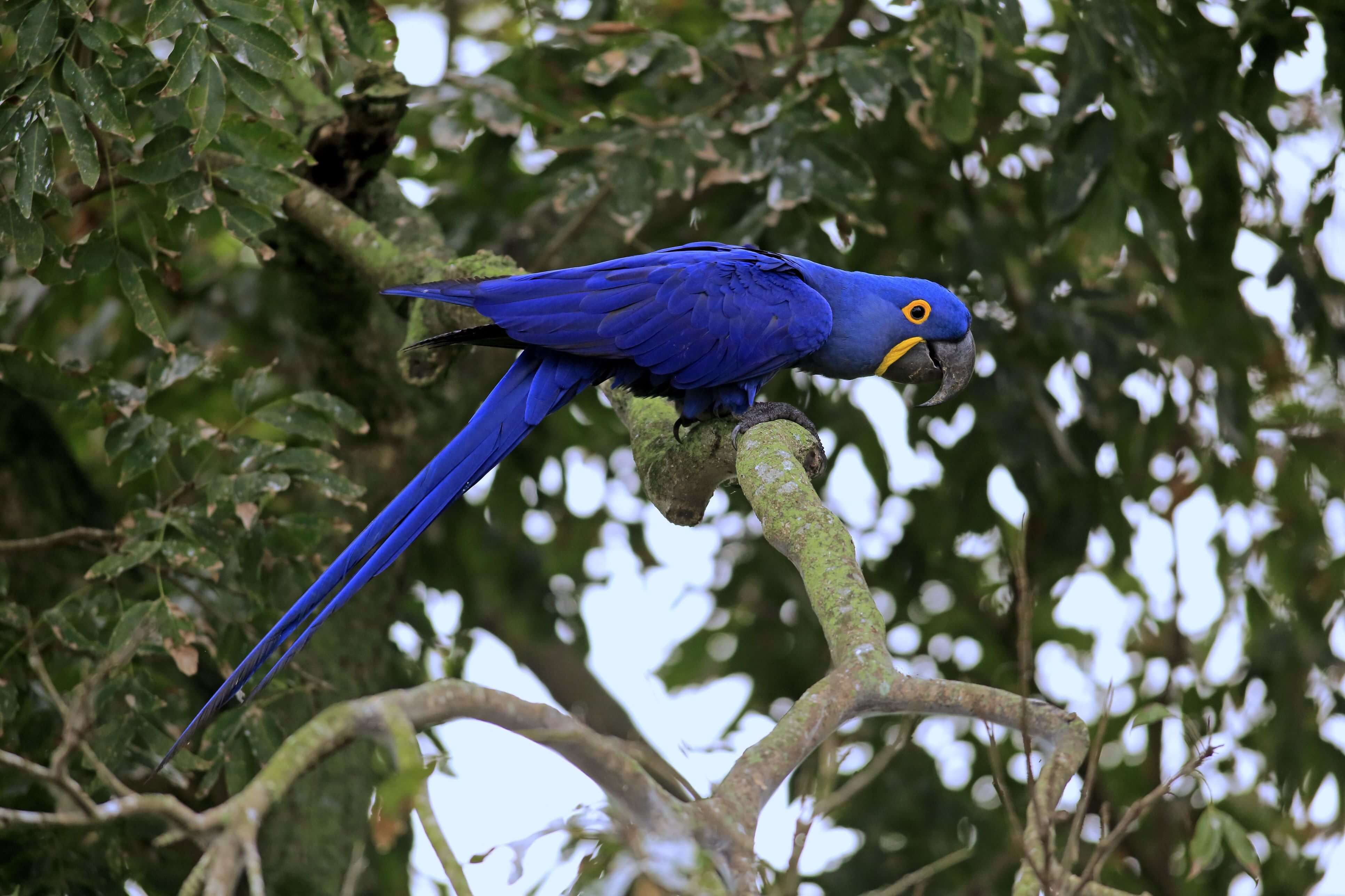 Hyacinth Macaws: Types Of Parrots