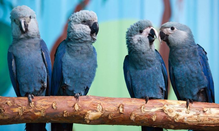 Different Types of Parrots That Keep Them as Pets