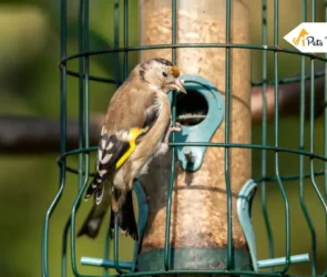Best Bird feeders