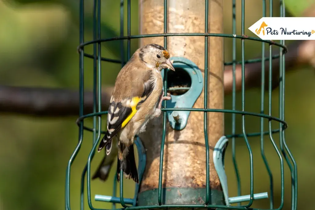 Best Bird feeders