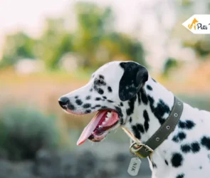 Best Dog training collar