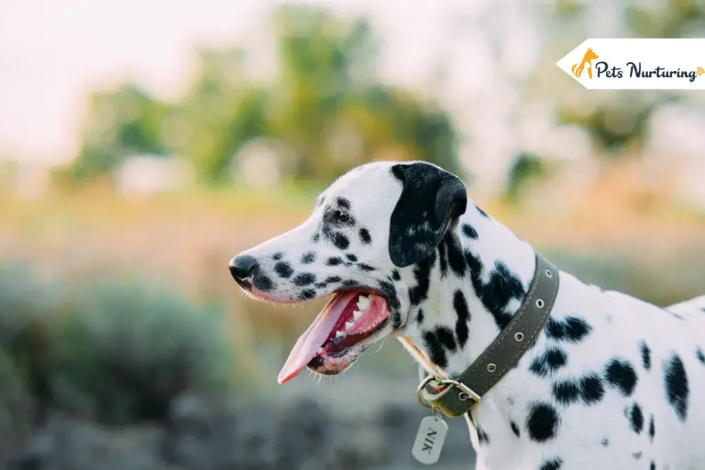 Best Dog training collar