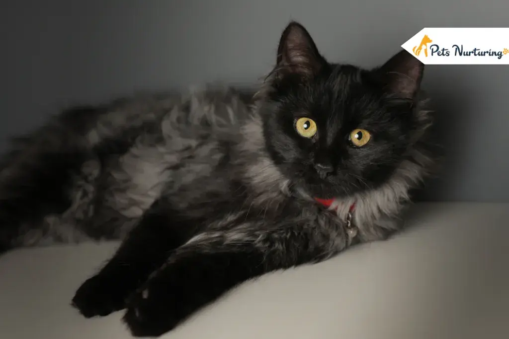 Chantilly-Tiffany Cat