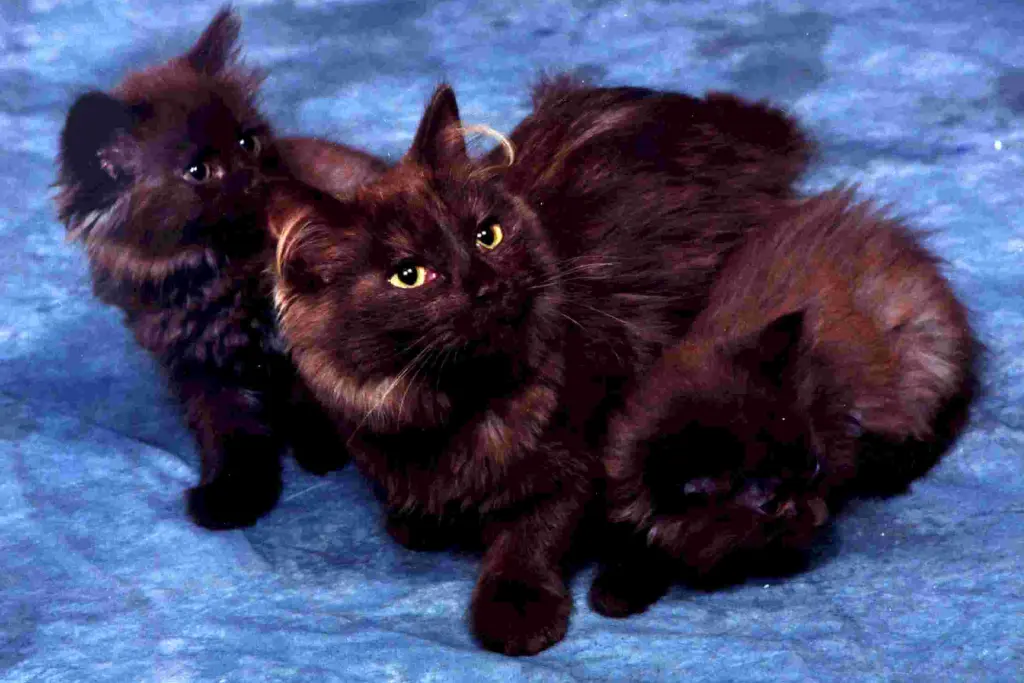 Identity and Temperament of Tiffany Cats