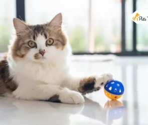 DIY cat toys