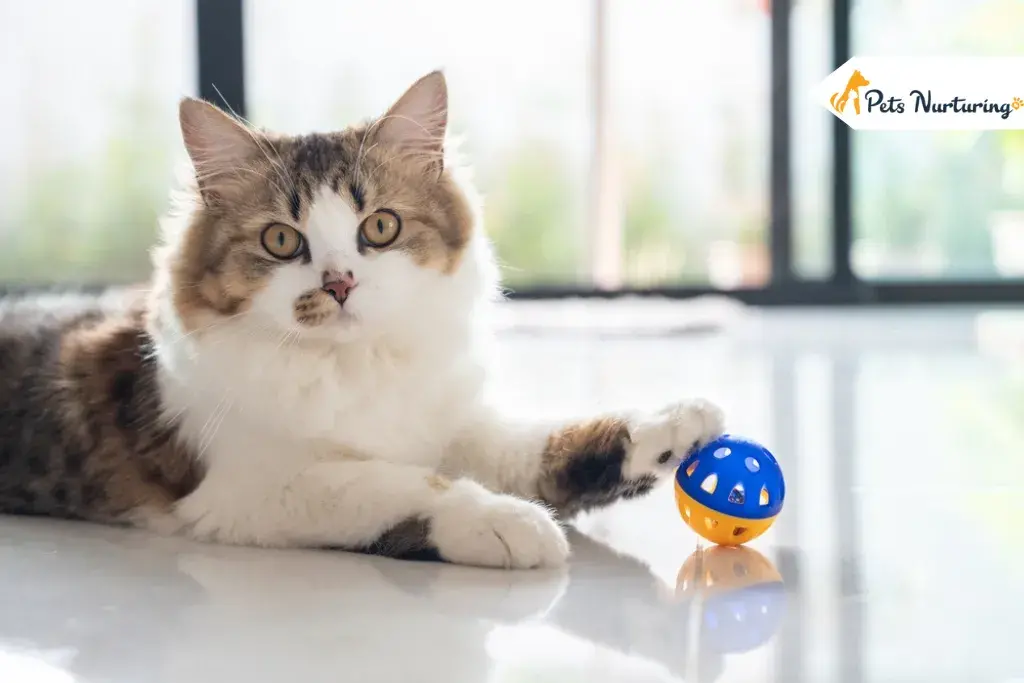 DIY cat toys
