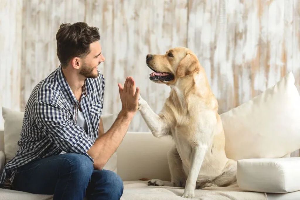 Dogs Adapt Better To Change