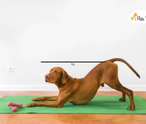 How to Keep Dog Healthy