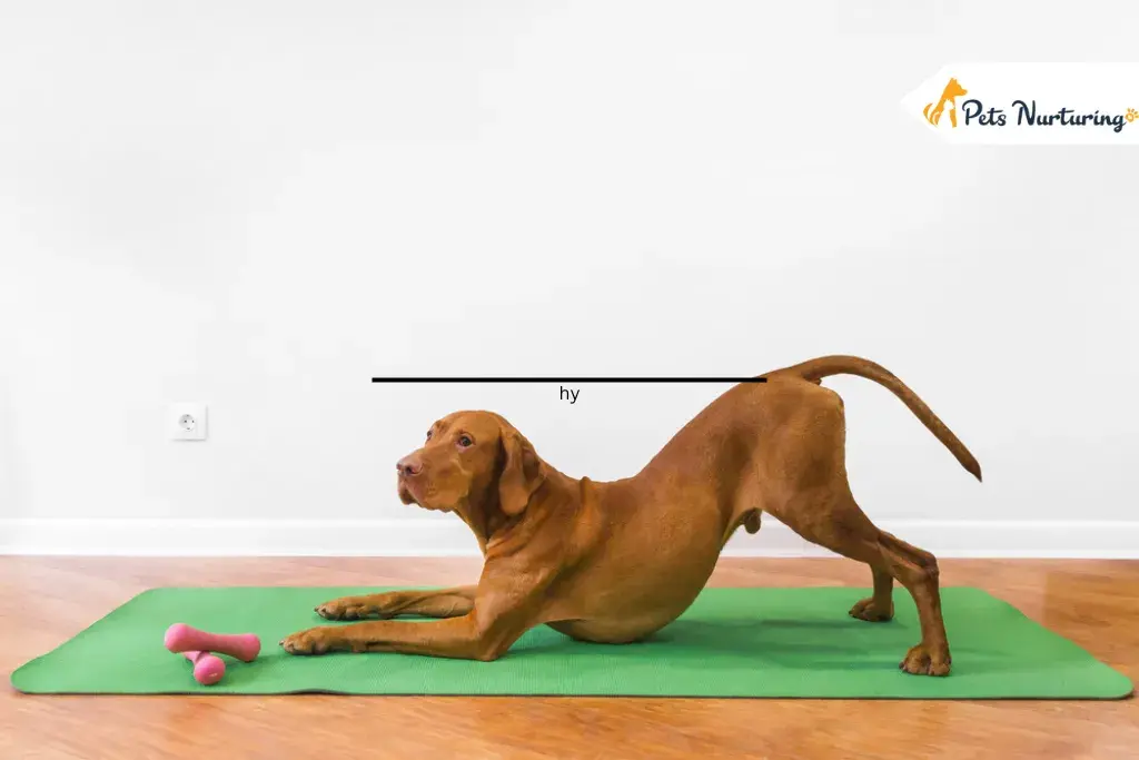 How to Keep Dog Healthy